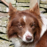 Ben, red and white border collie